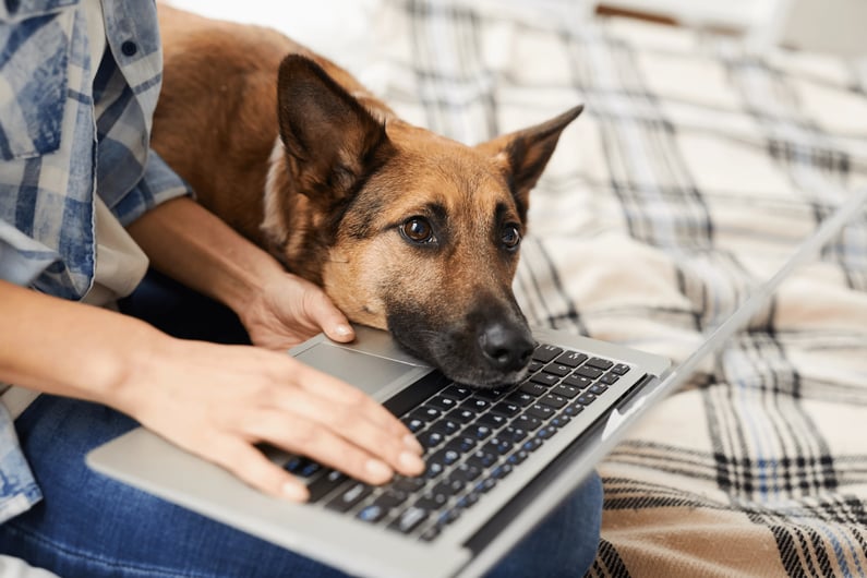 dog benefits