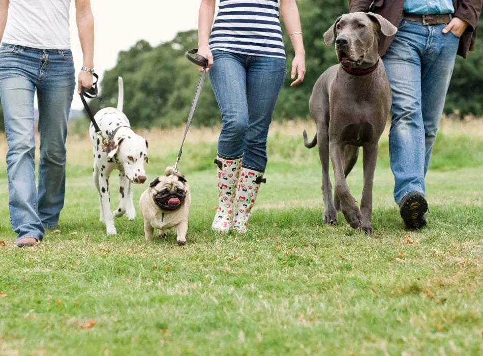 friends walking dogs