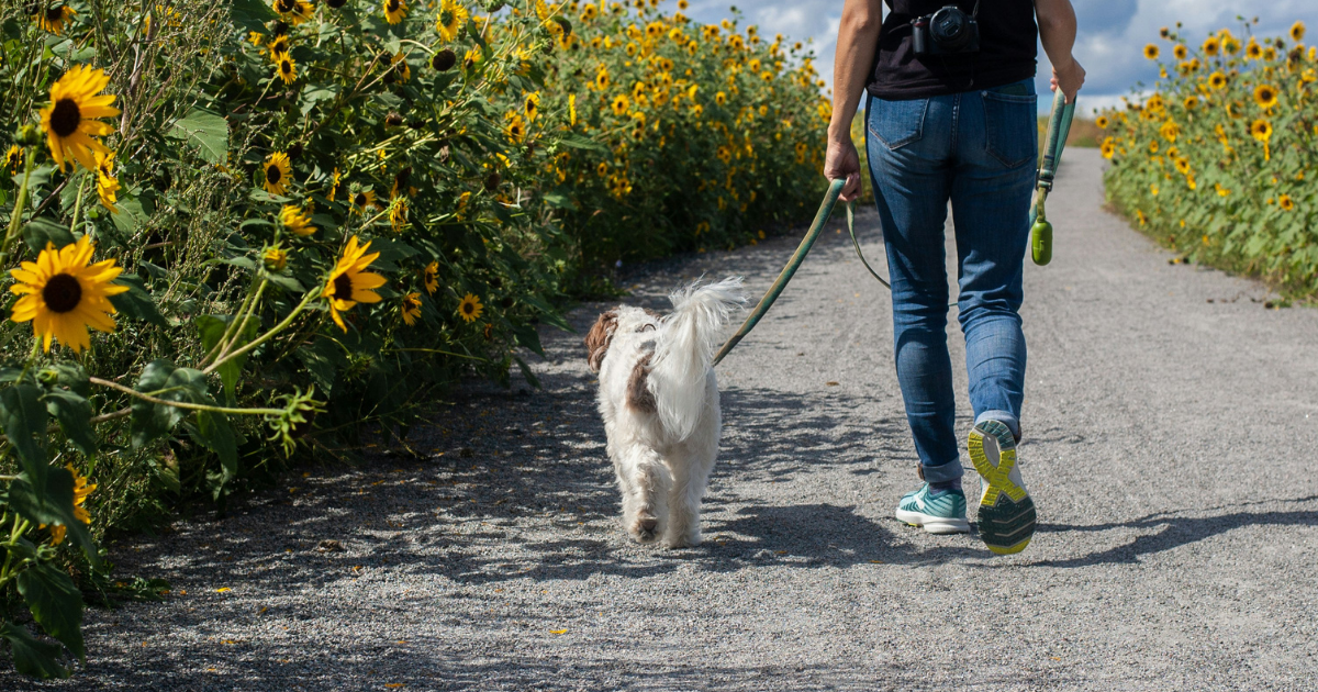 Woman walking her dog